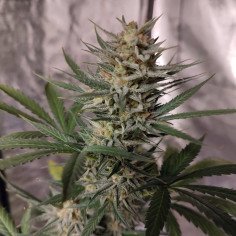 Auto Sour Wedding Cheesecake Feminizado (Gnomes Seeds)