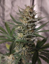 Auto Sour Wedding Cheesecake Feminizowane (Gnomes Seeds)