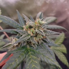 Auto Sour C99 Feminizado (Gnomes Seeds)