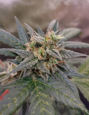 Auto Sour C99 Feminizowane (Gnomes Seeds)