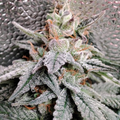 Fast/Auto Purple Sour Freeze Feminizado (Gnomes Seeds)