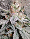 Fast/Auto Purple Sour Freeze Feminizowane (Gnomes Seeds)
