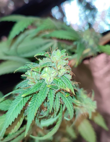 Fast/Auto Mighty Sour Freeze Feminizado (Gnomes Seeds)-Gnomes Seeds-GnomesGarden