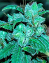 Fast/Auto Mighty Sour Freeze Feminizowane (Gnomes Seeds)
