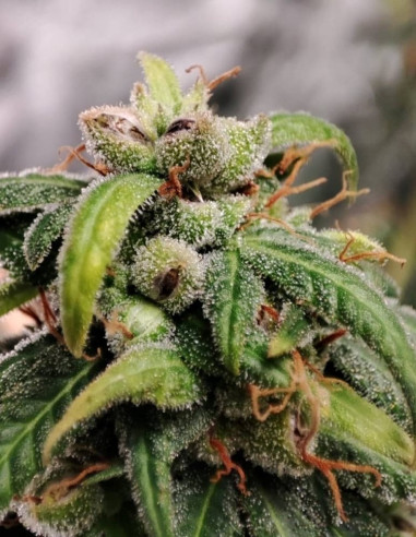 Fast/Auto Mighty Sour Freeze Feminisiert  (Gnomes Seeds)-Gnomes Seeds-GnomesGarden