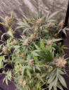 Fast/Auto Kushty Diesel Feminizowane (Gnomes Seeds)