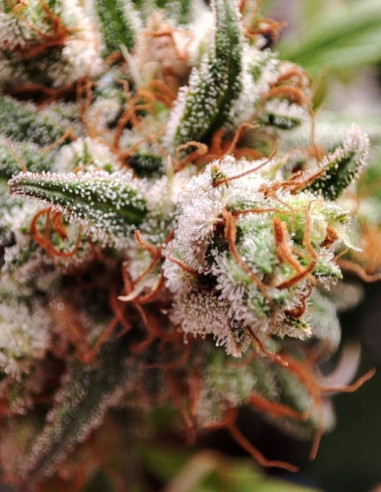 Fast/Auto Early Ultra Sour Feminizowane (Gnomes Seeds)-Gnomes Seeds-GnomesGarden