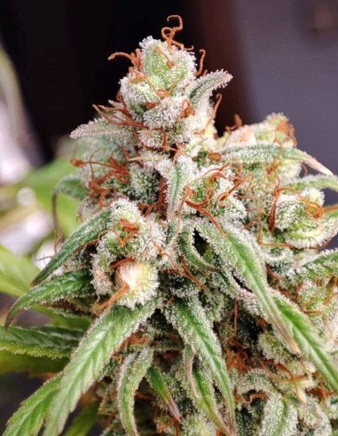 Fast/Auto Early Ultra Sour Feminisiert (Gnomes Seeds)