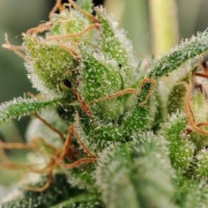 Fast Sour Ultra Diesel Feminizado (Gnomes Seeds)