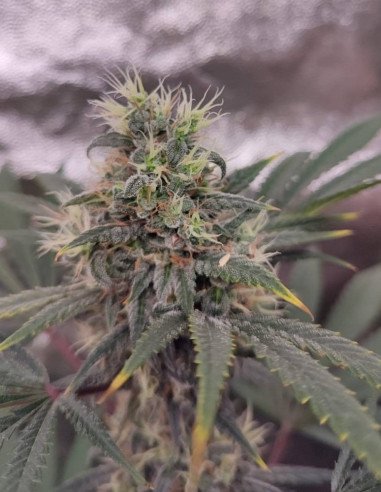Fast Supa Sour Freak Feminized (Gnomes Seeds)
