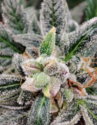 Auto Sour Forum Stomper Feminisiert (Gnomes Seeds)