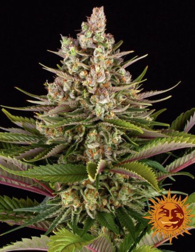 Sour Strawberry Feminizado (Barney's Farm)-Barney`s Farm-GnomesGarden