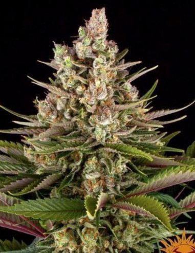 Sour Strawberry Feminizado (Barney's Farm)-Barney`s Farm-GnomesGarden