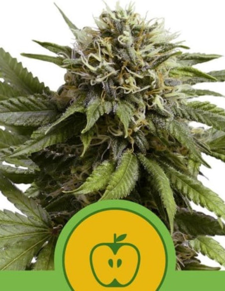Apple Fritter Auto Feminizado (Royal Queen Seeds)-Royal Queen Seeds-GnomesGarden