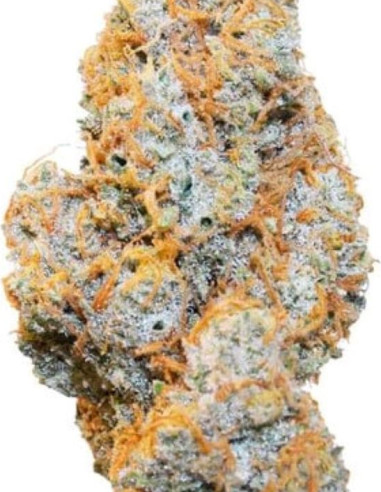 Apple Fritter Auto Feminizado (Royal Queen Seeds)-Royal Queen Seeds-GnomesGarden