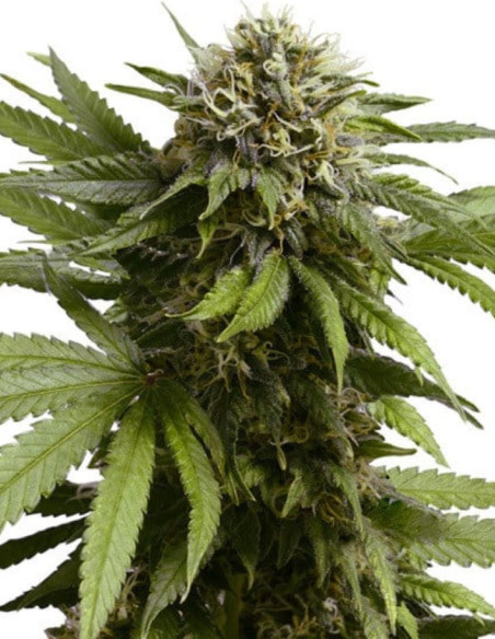 Apple Fritter Auto Feminizado (Royal Queen Seeds)-Royal Queen Seeds-GnomesGarden