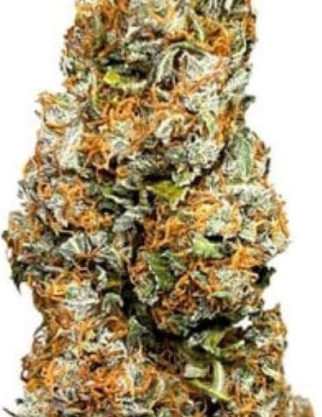 Wedding Cake Auto Feminizado (Royal Queen Seeds)-Royal Queen Seeds-GnomesGarden