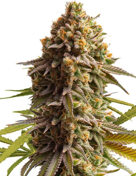 Wedding Cake Auto Feminized (Royal Queen Seeds)-Royal Queen Seeds-GnomesGarden