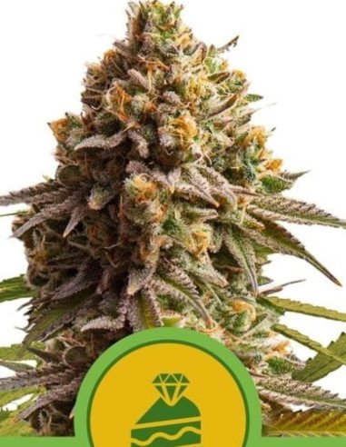 Wedding Cake Auto Feminizado (Royal Queen Seeds)