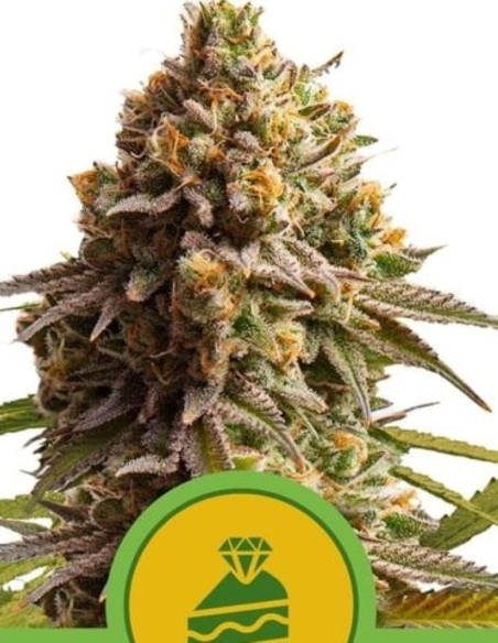 Wedding Cake Auto Feminized (Royal Queen Seeds)-Royal Queen Seeds-GnomesGarden