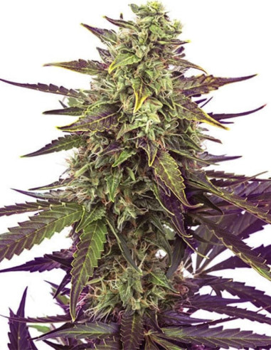 Cereal Milk Feminizowane (Royal Queen Seeds)-Royal Queen Seeds-GnomesGarden