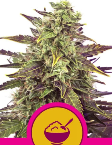 Cereal Milk Feminizado (Royal Queen Seeds)-Royal Queen Seeds-GnomesGarden