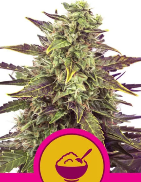 Cereal Milk Feminizowane (Royal Queen Seeds)-Royal Queen Seeds-GnomesGarden