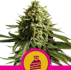 Wedding Cake feminisiert (Royal Queen Seeds)