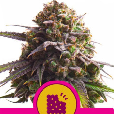 Biscotti feminisierte Samen (Royal Queen Seeds)