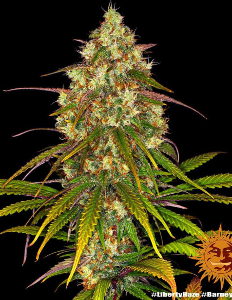 Liberty Haze Feminized (Barney's Farm)-Barney`s Farm-GnomesGarden