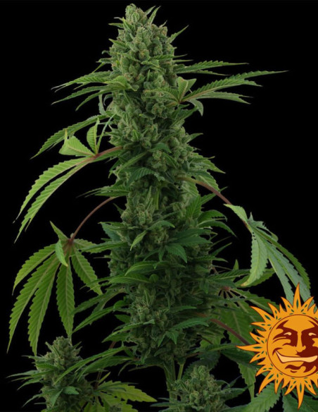 Pineapple Express Auto Feminizowane (Barney's Farm)-Barney`s Farm-GnomesGarden