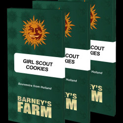 Girl Scout Cookies Feminizowane (Barney's Farm)