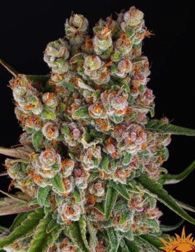 GMO Auto Feminized (Barney's Farm)
