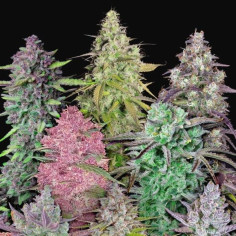 Mix Pack Auto Feminizado (FastBuds)