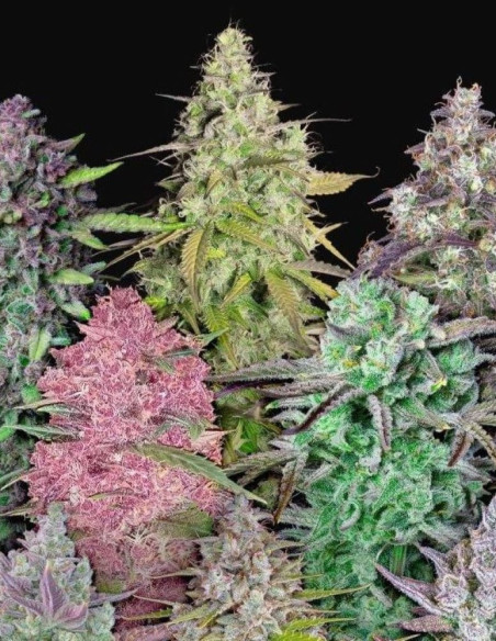 Mix Pack Auto Feminized (FastBuds)-FastBuds-GnomesGarden