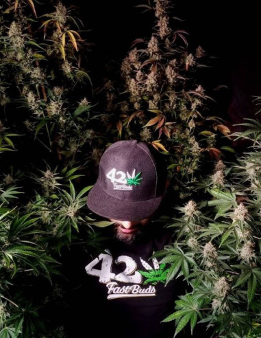 Mix Pack Auto Feminized (FastBuds)-FastBuds-GnomesGarden