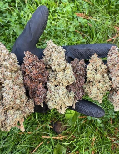 Mix Pack Auto Feminized (FastBuds)-FastBuds-GnomesGarden