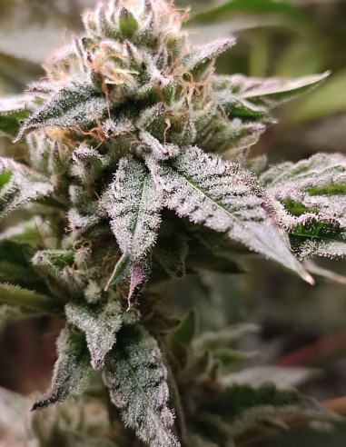 Blue Zushi Feminized (Gnomes Seeds)-Gnomes Seeds-GnomesGarden