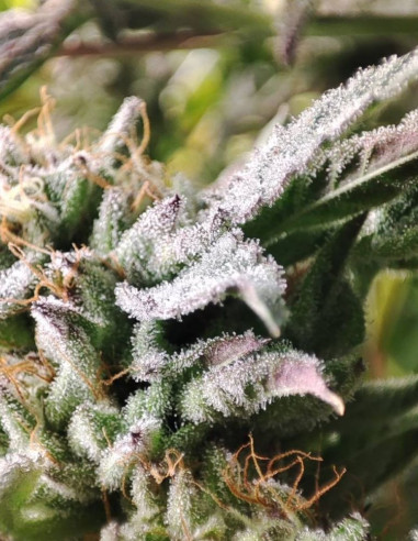 Blue Zushi Feminized (Gnomes Seeds)-Gnomes Seeds-GnomesGarden