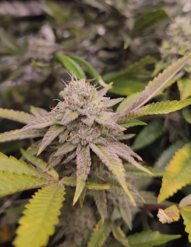 Sherbet Mint Chips Feminized (Gnomes Seeds)-Gnomes Seeds-GnomesGarden