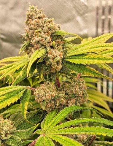 G13 x OG Kush Feminisiert (Gnomes Seeds)