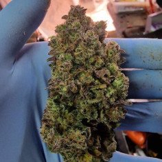 Auto Sour Blueberry Feminisiert (Gnomes Seeds)