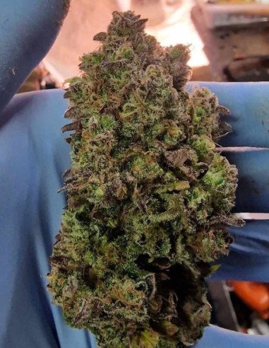 Auto Sour Blueberry Feminisiert (Gnomes Seeds)