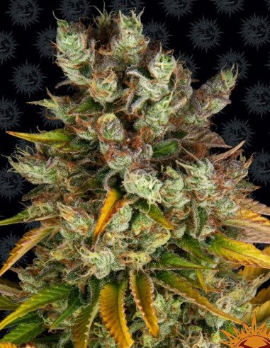 GMO Feminizowane (Barney's Farm)