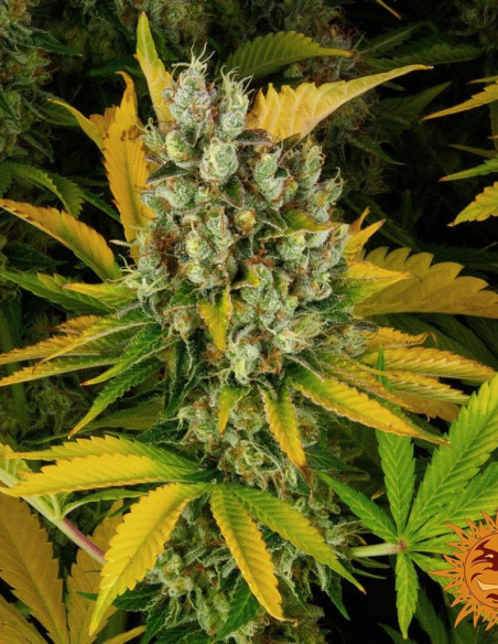 GMO Feminized (Barney's Farm)-Barney`s Farm-GnomesGarden