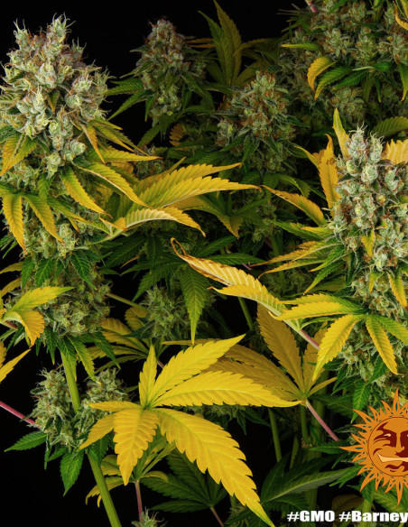 GMO Feminized (Barney's Farm)-Barney`s Farm-GnomesGarden