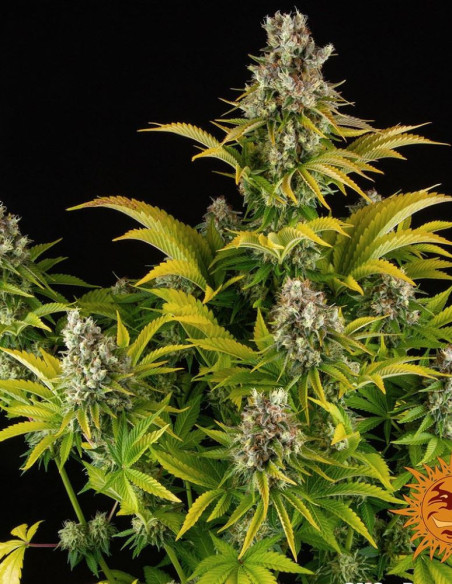GMO Feminized (Barney's Farm)-Barney`s Farm-GnomesGarden