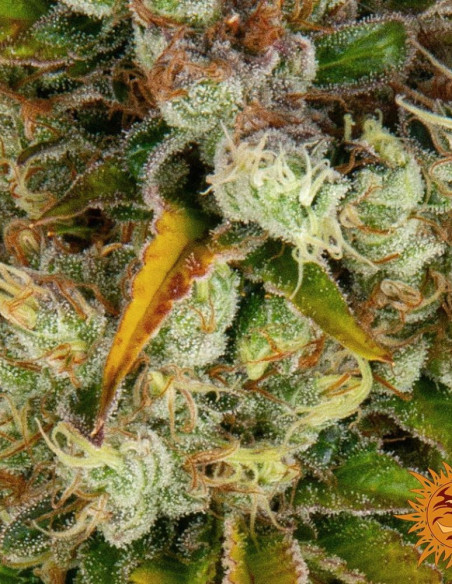 GMO Feminized (Barney's Farm)-Barney`s Farm-GnomesGarden