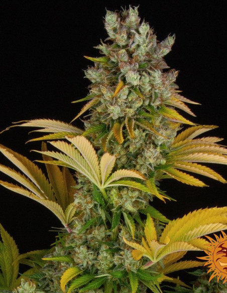 GMO Feminized (Barney's Farm)-Barney`s Farm-GnomesGarden