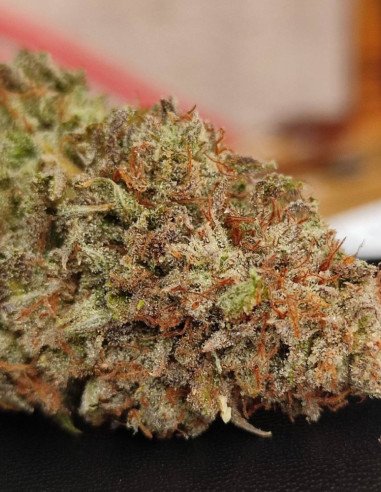 Jealousy Feminizowane (Gnomes Seeds)